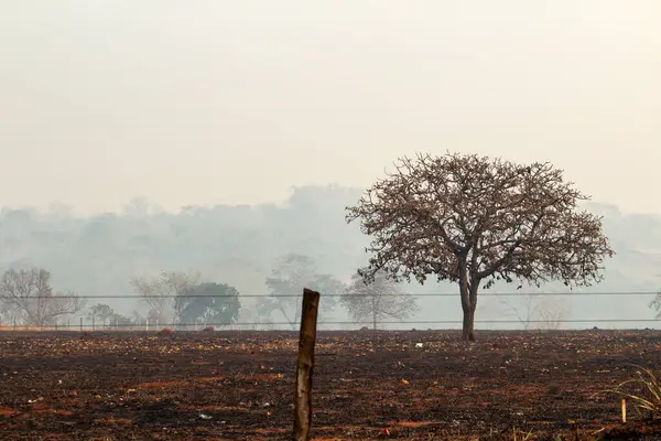 stock image A burned tree in the middle of a burned pasture with a lot of smoke around it.