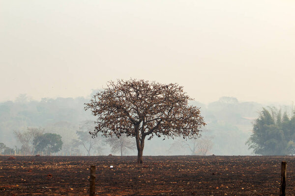 Обгоревшее дерево посреди сожженного пастбища с большим количеством дыма вокруг.