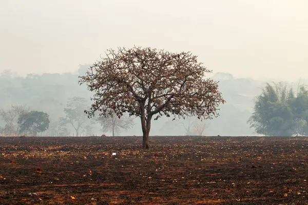 stock image A burned tree in the middle of a burned pasture with a lot of smoke around it.