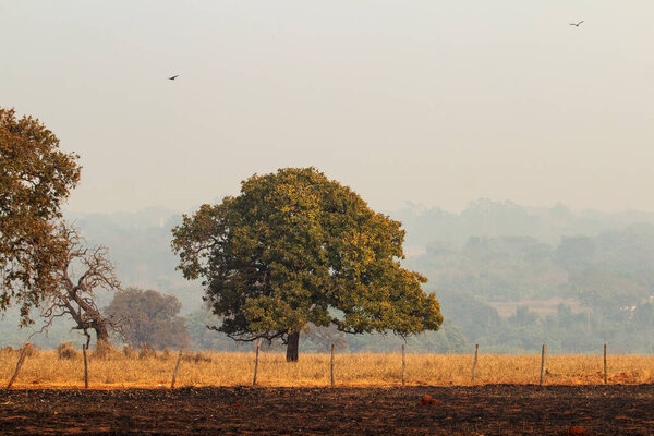 Пейзаж с частью травы сожжен, а другая часть сухая, с деревом, в день с большим количеством дыма от пожаров.