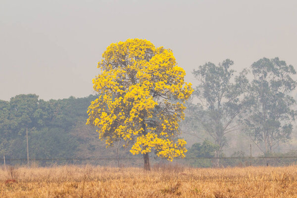 Желтый ипе в ландшафте в интерьере Бразилии в день с большим количеством дыма в результате пожаров.