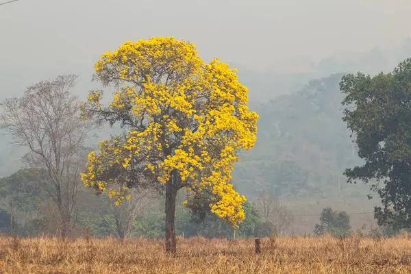 stock image A yellow ipe in a landscape in the interior of Brazil on a day with a lot of smoke resulting from fires.