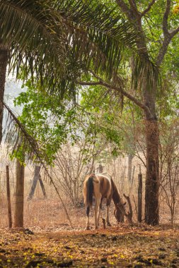 Benekli bir at, tek başına otluyor, güzel, ağaçlık bir alanda..