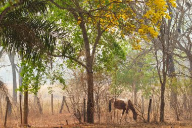 Benekli bir at, tek başına otluyor, güzel, ağaçlık bir alanda..