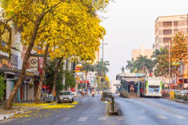 Birkaç sarı iplik, Goiania 'daki önemli bir caddeyi güzelleştiriyor. Handroanthus Bulvarı. Avenida Anhanguera.