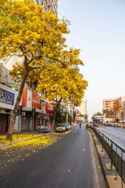 Birkaç sarı iplik, Goiania 'daki önemli bir caddeyi güzelleştiriyor. Handroanthus Bulvarı. Avenida Anhanguera.