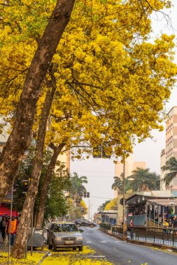 Birkaç sarı iplik, Goiania 'daki önemli bir caddeyi güzelleştiriyor. Handroanthus Bulvarı. Avenida Anhanguera.