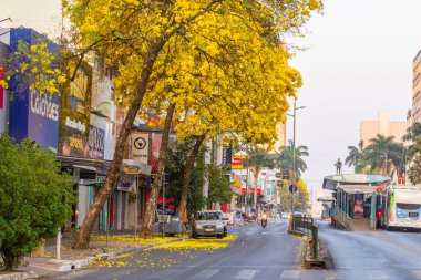 Birkaç sarı iplik, Goiania 'daki önemli bir caddeyi güzelleştiriyor. Handroanthus Bulvarı. Avenida Anhanguera.