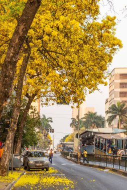 Goiania 'da bir caddenin bir bölümünde, bir kaç sarı çiçekli ipekler var. Handroanthus Bulvarı. Anhanguera Bulvarı.