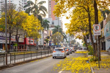 Goiania 'da bir caddenin bir bölümünde, bir kaç sarı çiçekli ipekler var. Handroanthus Bulvarı. Anhanguera Bulvarı.