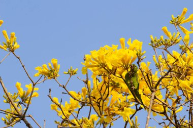 A green parakeet perched on the branch of a yellow ipe tree with a blue sky in the background. clipart