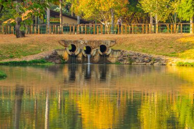 Goiania 'daki Lago das Rosas' ın altın sabah ışıklarıyla ayrıntıları..