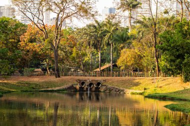 Goiania 'daki Lago das Rosas' ın altın sabah ışıklarıyla ayrıntıları..