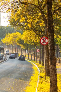 Avenida Anhanguera 'nın bir uzantısı. Sarı çiçeklerle kaplı sarı ipe ağaçlarıyla dolu..