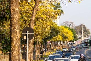 Yoğun bir trafik sabahında, Avenida Anhanguera 'nın bir ucu sarı ipe ağaçlarıyla dolu..