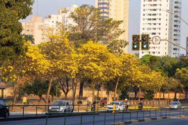 Çiçek açan sarı iplik mevsiminde Avenida Anhanguera 'nın çok güzel bir uzantısı.
