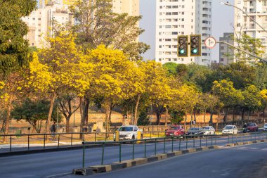 Çiçek açan sarı iplik mevsiminde Avenida Anhanguera 'nın çok güzel bir uzantısı.