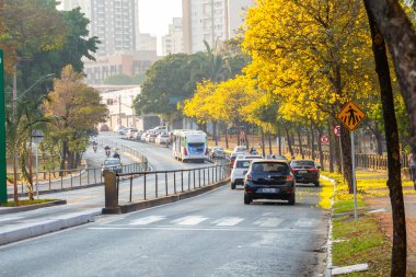Goiania 'daki Avenida Anhanguera' nın çok güzel bir bölgesi, sarı ipe ağaçlarıyla dolu..