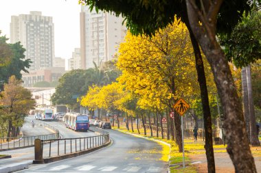 Avenida Anhanguera 'nın kıvrımlarında sarı sarmaşık ağaçlarıyla dolu.