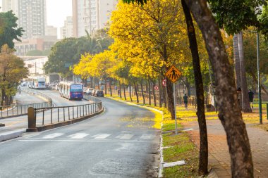 Avenida Anhanguera 'nın kıvrımlarında sarı sarmaşık ağaçlarıyla dolu.