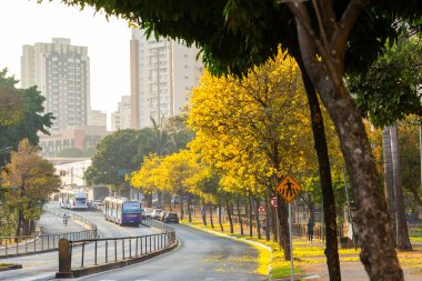Avenida Anhanguera 'nın kıvrımlarında sarı sarmaşık ağaçlarıyla dolu.