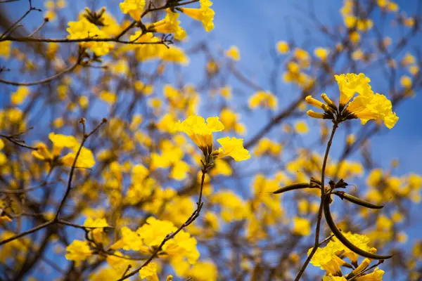 stock image Some flowering branches of yellow ipe.