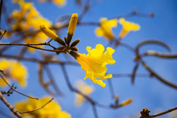 stock image Close up of some yellow ipe flowers. Handroanthus albus