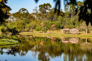 Çok ormanlık bir parkın manzarası, bir göl ve çiçek açan ağaçlar..