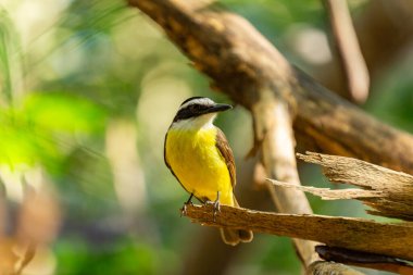 A Great Kiskadee perched on a tree branch with a blurred background. clipart