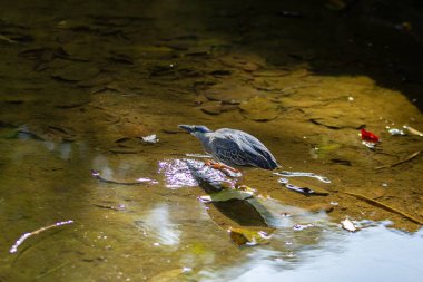 Derenin sularında bir kuş, yemek için bir balık yakalamaya çalışıyor..