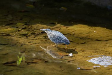 A bird in the water of a stream, trying to catch a fish to eat. clipart