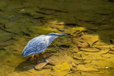 Derenin berrak sularında bir kuş, yemek için bir balık yakalamaya çalışıyor..