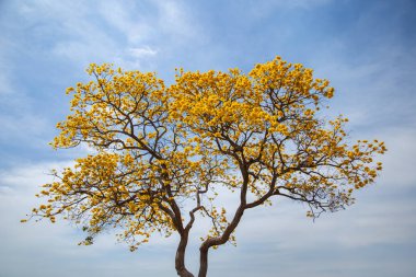 Güneşli bir günde sarı çiçekler ve mavi gökyüzü olan bir ipe (Handroanthus albus).