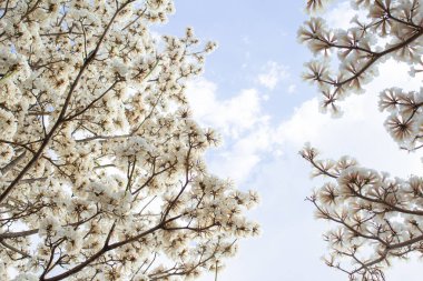 Branches of two flowering trees on the sides of the image. White ipe trees in bloom with the sky in the background. With space to write. Tabebuia roseo-alba. clipart