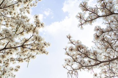 Görüntünün kenarlarında çiçek açan iki ağacın dalları. Arka planda gökyüzü olan beyaz sarp ağaçlar. Yazacak yeri olan. Tabebuia roseo-alba.