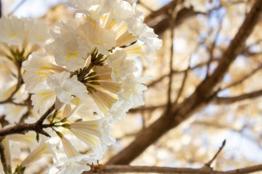 Close up of a cluster of white flowers from an ipe tree. clipart