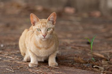 Güzel, kızıl, özenli bir kedi. Arka planı bulanık, doğrudan kameraya bakıyor..