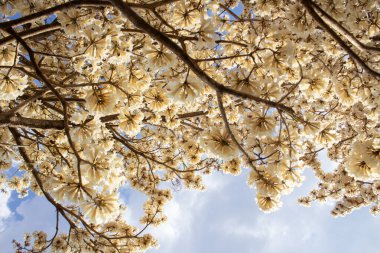  Çok yapraklı bir ağacın beyaz çiçekleriyle dolu dalları. Beyaz çiçekli sarmaşık. Tabebuia roseo-alba.