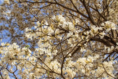 Çiçek açan ağacın ayrıntıları. Arka planda gökyüzü olan beyaz bir ip.