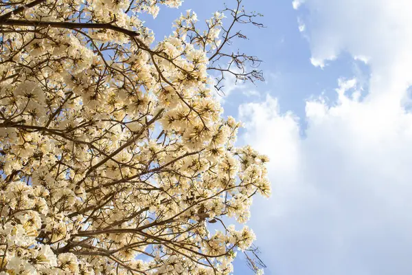 Çiçek açan ağacın bazı dalları, görüntünün yan tarafından çıkıyor. Beyaz Ipe çiçek açmış. Tabebuia roseo-alba.