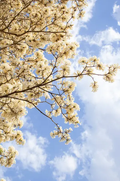 Çiçek açan ağacın bazı dalları, görüntünün yan tarafından çıkıyor. Beyaz Ipe çiçek açmış. Tabebuia roseo-alba.