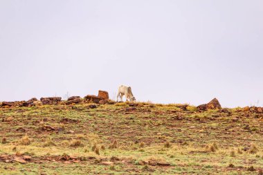 Dağın tepesindeki kuru otlarla beslenen bir öküz..