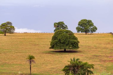 Çayırların ortasında kuru otlarla kaplı yapraklı ağaçlarla dolu bir tarla..