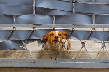  Kafası kapıdan dışarı çıkmış, tuhaf bir melez köpek..