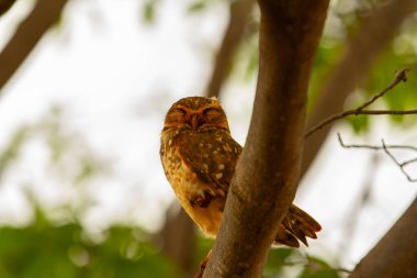 Ağaç dalına konmuş bir baykuş.