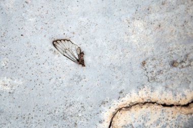 Beton zeminde bir ağustos böceği kanadı bulundu..