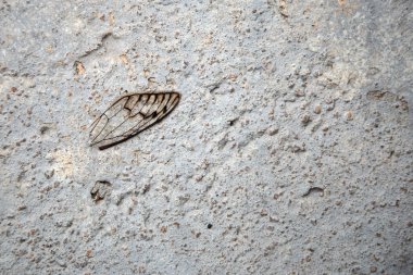Beton zeminde bir ağustos böceği kanadı bulundu..