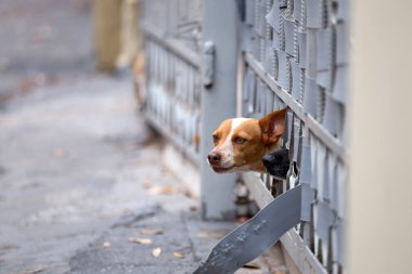  İki renkli, melez, kafası kapıdan dışarı çıkmış bir köpek..