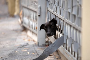  A black dog, of no defined breed, with its head sticking out of the gate. clipart