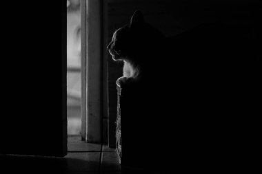 Gölgede, kapının yanında yatan bir kedinin siluetinin siyah ve beyaz görüntüsü. Dışarıdan gelen güneş ışığını alıyor..